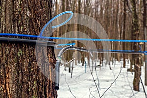 Modern plastic tap attached to a maple tree to collect sap. Canada