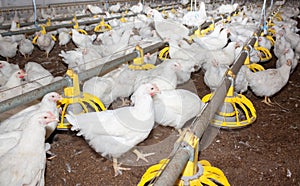 Chickens broilers in a poultry farm