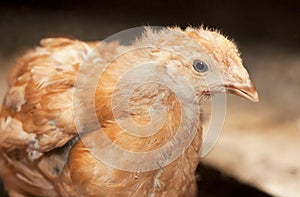 Chickens broilers in a poultry farm