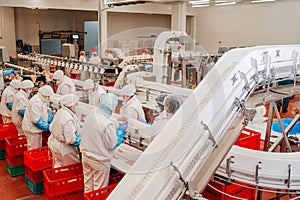 Modern poultry processing plant.Factory for the production of food from meat.Conveyor Belt Food.Automated production