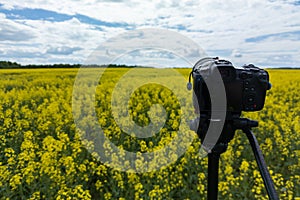 modern professional mirrorless camera on tripod shooting yellow field on tripod, closeup