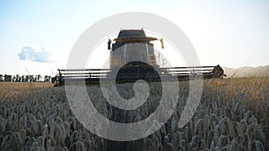 Modern rain harvester gathering wheat at sunset time. Combine riding through rural cutting yellow stalks of barley