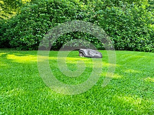 Modern robot lawn mower on green grass in garden