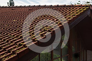 Modern roof tiles  covered with green moss close up.