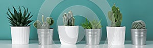 Collection of various potted cactus house plants on white shelf against pastel turquoise colored wall. Cactus plants banner.