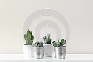 Modern room decoration. Various cactus house plants in different pots against white wall. Cactus mania concept.
