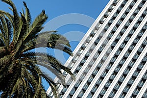 Modern Skyscraper with a Palm Tree