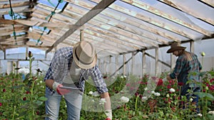 Modern small flower growing business. Colleagues florists work together with tablet computers in a greenhouse. 2 modern