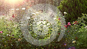Modern smart water sprinkler system watering the rose garden on a summer sunny day