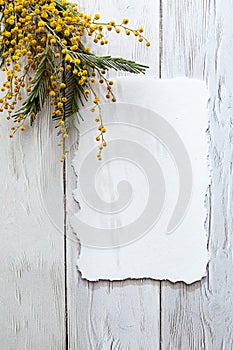 Modern spring stationery still life. Blank white sheet of paper and mimosa flowers with interesting shadows on a gray background.