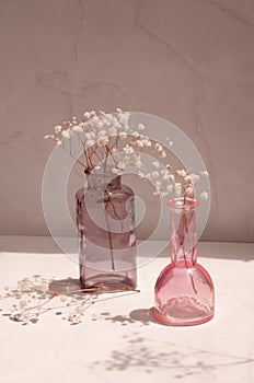 Modern still life with a glass vases and decorative gypsophila flowers.