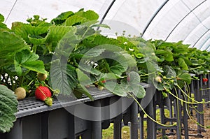 Modern strawberry farm. Industrial farming