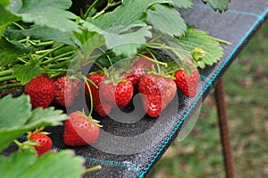 Modern strawberry farm. Industrial farming