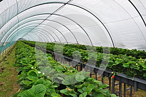 Modern strawberry farm. Industrial tunnel farming