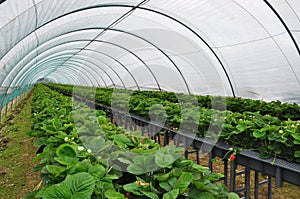 Modern strawberry farm. Industrial tunnel farming photo