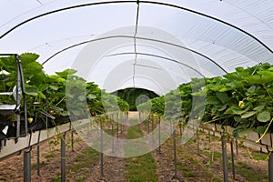 Modern strawberry greenhouse with beds at standing height on she