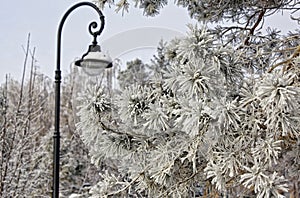 A modern street lamp and a pine branch covered with frost