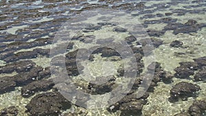 Modern stromatolites in clear water in Shark Bay National Park