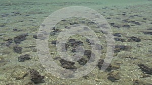 Modern stromatolites in clear water in Shark Bay National Park