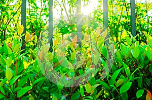 Modern style house fence, metal fence with green leaf shrub with morning sunlight.