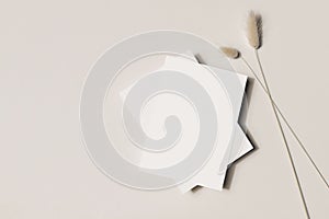 Modern summer stationery still life. Lagurus ovatus grassy foliage with long shadows. Blank greeting cards, invitations