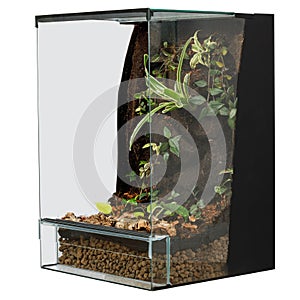 Modern Terrarium with Assorted Lush Plants and Layered Substrate