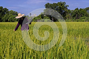 Modern Thai farmers are walking to inspect crops to harvest rice in the Thai countryside