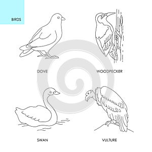 Modern thin line signs four birds: dove, swan, woodpecker and vulture set icons.