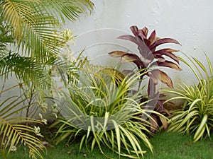 Modern tropicals garden in English style