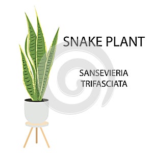 Modern vector illustration with green, yellow snake plant sansevieria trifasciata In a pot on white background. Plant