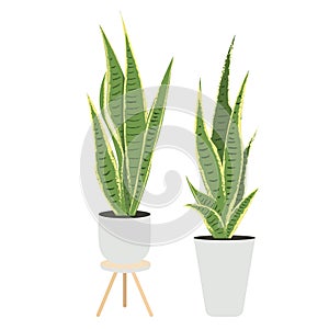 Modern vector illustration with green, yellow snake plant sansevieria trifasciata In a pot on white background. Plant