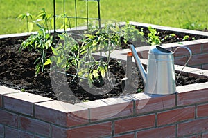 A modern vegetable garden with raised briks beds with growing tomato