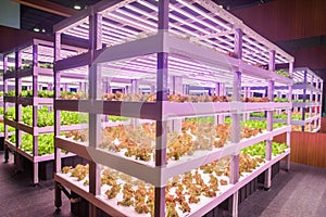 Modern Vertical agriculture vertical farm indoor farm