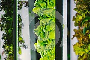 Modern vertical farm. Agricultural greenhouse.