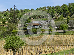 Modern vinery in Croatia - Istria