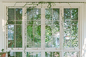 Modern white frame window with natural green tree gardening exterior for home and living achitecture retro decoration. Vintage hou photo
