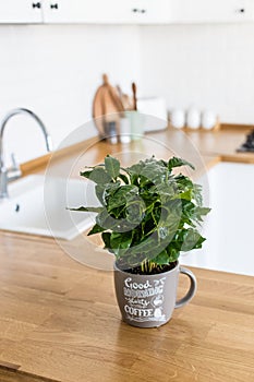 Modern white kitchen scandinavian style