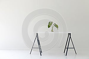 Modern white office interior with white table and green leaf vase