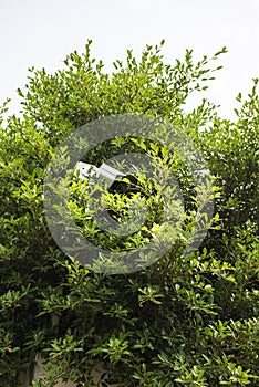 A modern white security CCTV camera on a house gate wall, surrounded by trees.