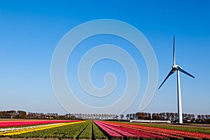 Modern wind mill between tulip flower fields in The Netherlands