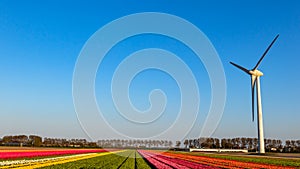 Modern wind mill between tulip flower fields in The Netherlands