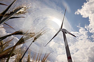 Modern wind turbine and wheat against sky, low angle view. Alternative energy source