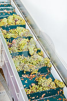 Modern winery machine with grapes. Process Of Crushing The Grapes In Winemaking