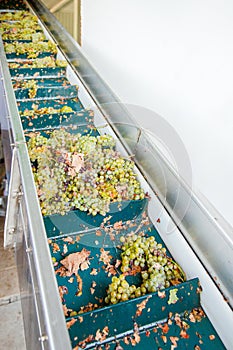 Modern winery machine with grapes. Process Of Crushing The Grapes In Winemaking