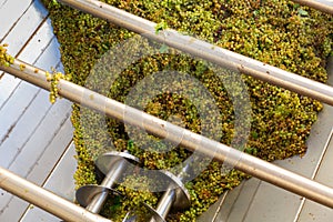 Modern winery with steel barrels and mechanical destemmer crushing white grapes