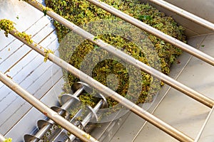 Modern winery with steel barrels and mechanical destemmer crushing white grapes