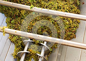 Modern winery with steel barrels and mechanical destemmer crushing white grapes