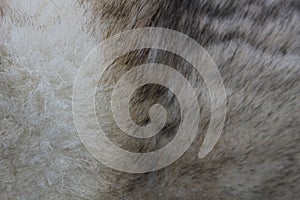 Modern wolf fur texture background close up, husky dog