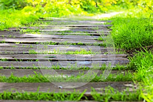 Modern wooden winding eco path, walkway goes far beyond the horizon in a botanical garden, city park, square, forest