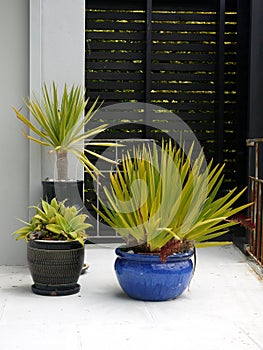 Modernist garden: subtropical potted plants photo